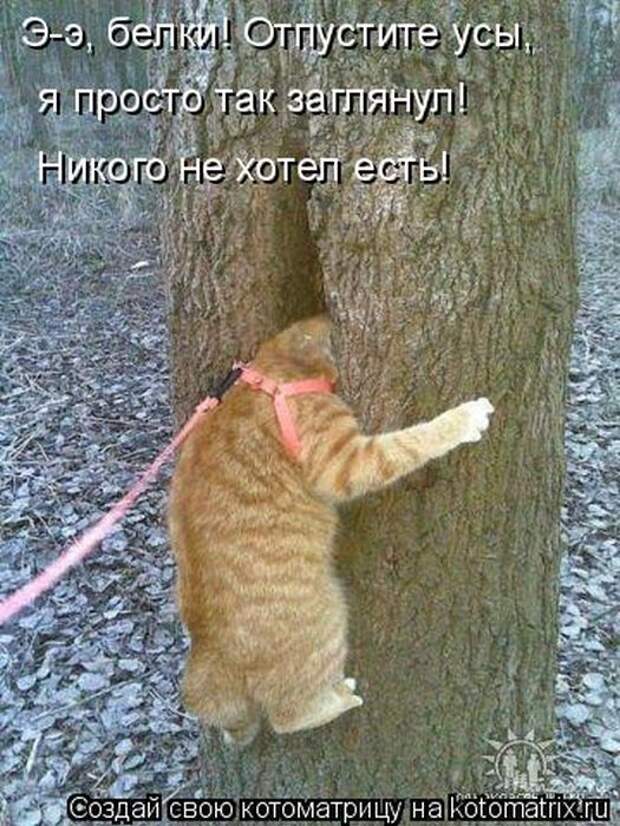 Лучшие котоматрицы недели (50 фото)