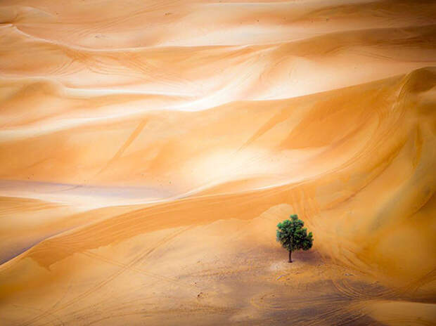 Одинокое дерево в пустыне в Дубае. Вид с воздушного шара. (Фото Mark Seabury): national geographic, фотографии