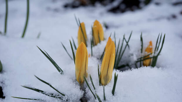 Синоптик Тишковец: метеорологическая весна в Москве начнётся 10 марта