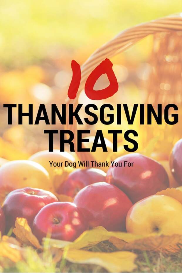10 Thanksgiving treats your dog will woof over.