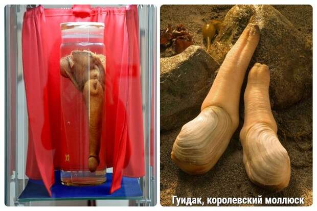 Очевидно, это продолжалось до тех пор, пока реальная дочь Распутина не потребовала, чтобы они отдали член ее папы. После ее смерти в 1977 году, пенис, в конце концов, снова появился в 1994 году. Когда было обнаружено, что это на самом деле морской огурец.