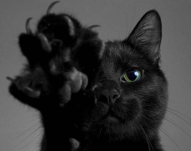 Картинки - Чёрная кошка с зелёными глазами и когтистой лапой
