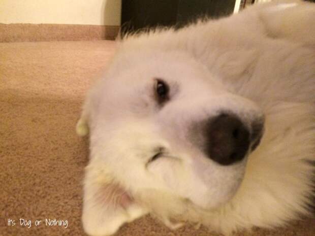 Great Pyrenees