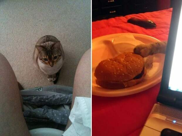Злюки-коты