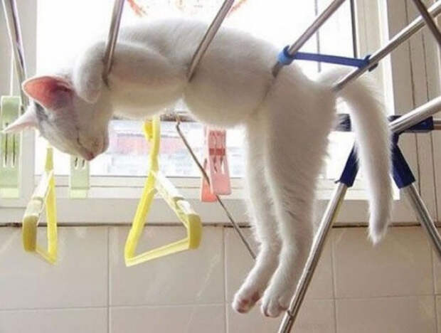 Немного спящих котов коты, милота, сон