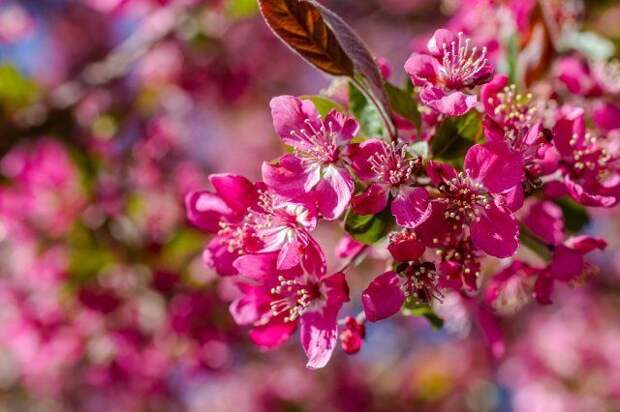 Цветы декоративной яблони