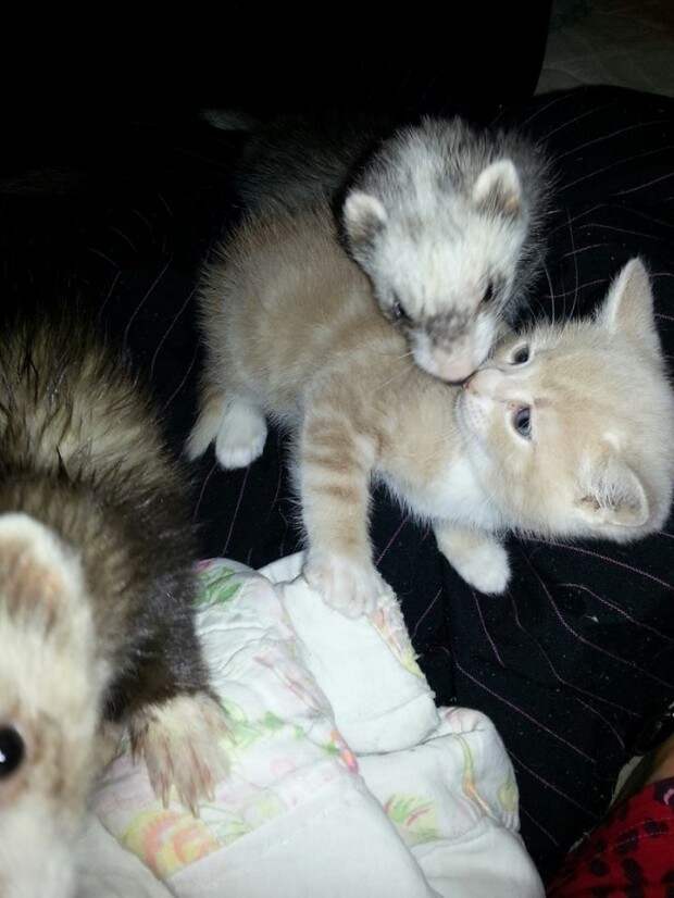 дружба двух хорьков и котенка, рыжи котенок дружит с хорьками, котоено и хорьки