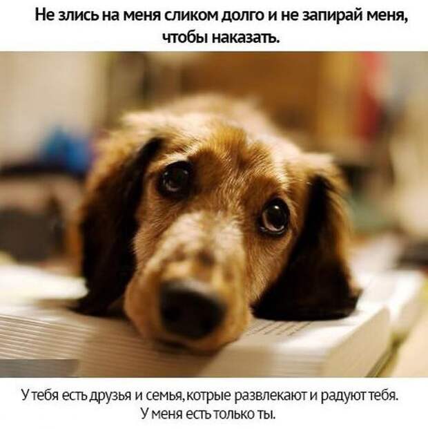 Берегите своих питомцев животные, люди, отношение, собаки