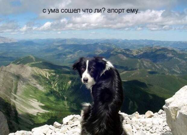 Смешные картинки про собак Смешные картинки про собак