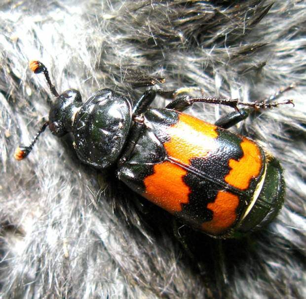 Жуки-могильщики (лат. Nicrophorus) (англ. Sexton Beetle)