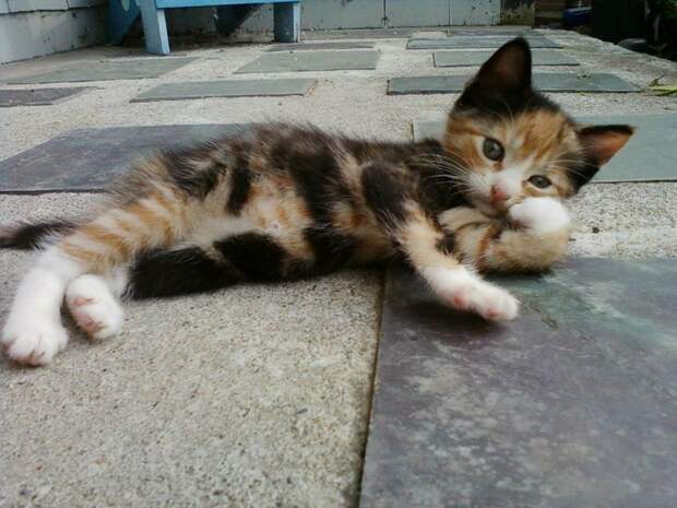 коты модели (2)