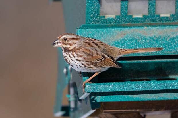 Певчий воробей