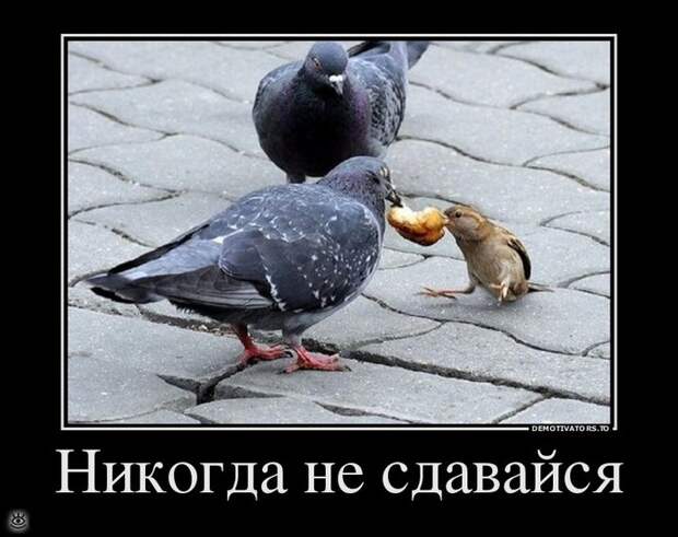 Не сдавайся никогда! 13