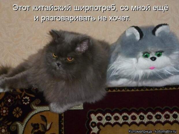 Клёвые отрывные котоматрицы (30 фото)