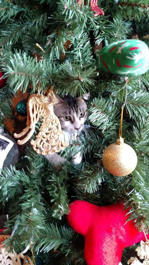 50 котеек, которые помогают наряжать елку и делают Новый год незабываемым