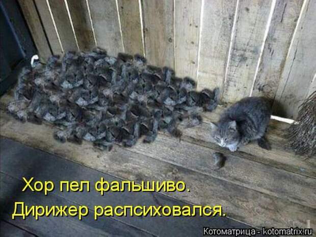 Лучшие котоматрицы недели