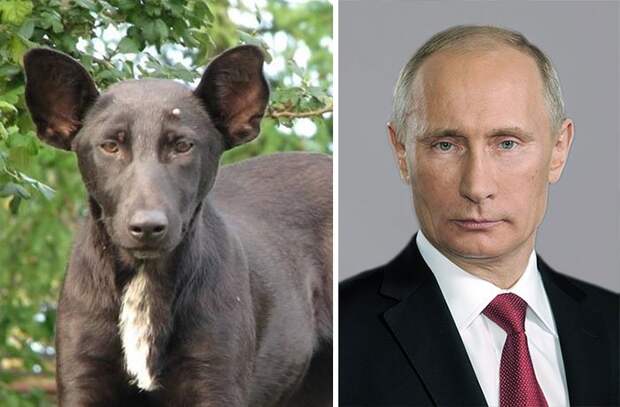 Собака, похожая на Путина