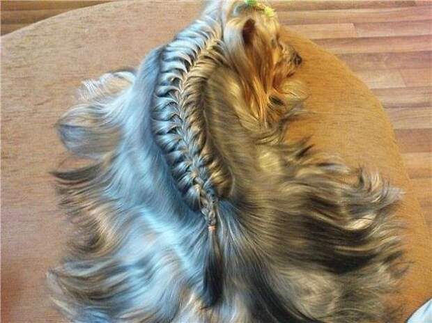 собака с косичкой 
