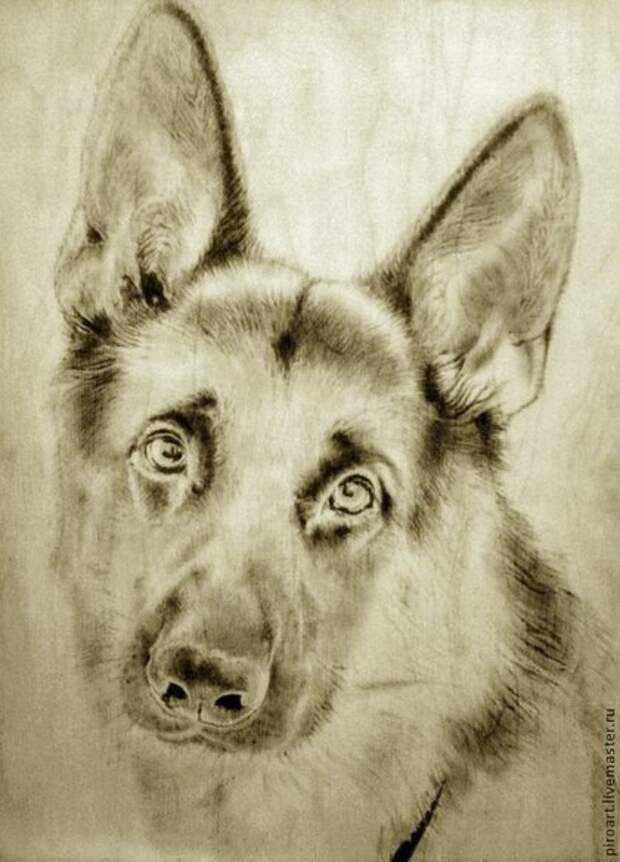 Рисунок для выжигания собака