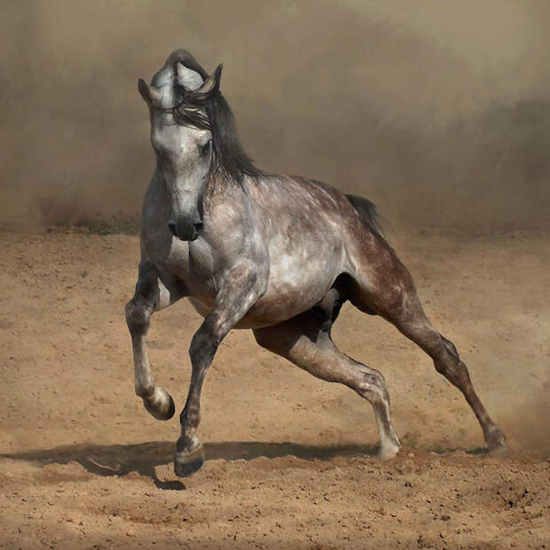 29. Арабские лошади очень подвижны и часто появляются в таких мероприятиях, как скачки, дисциплины п