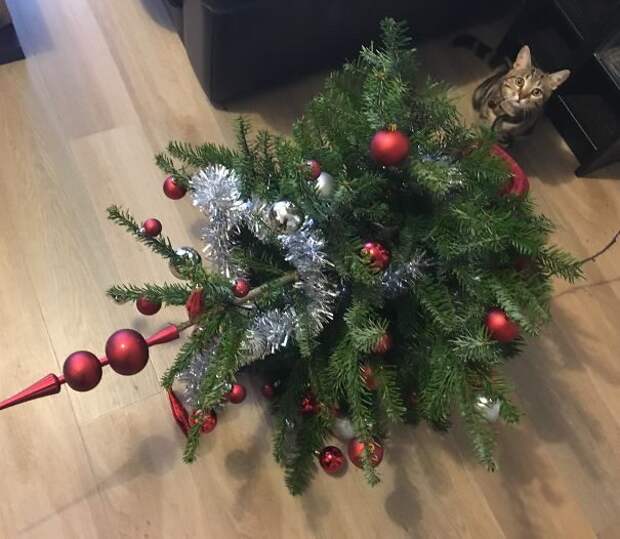 50 котеек, которые помогают наряжать елку и делают Новый год незабываемым