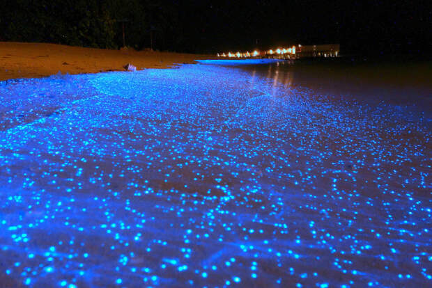 светящийся пляж на мальдивах фитопланктон