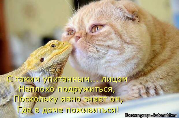 Лучшие котоматрицы недели