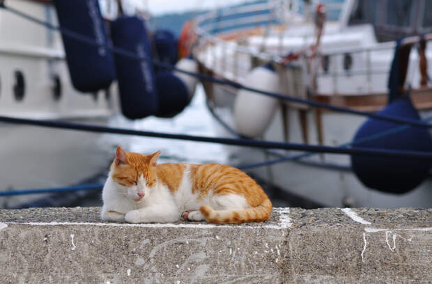 Коты разных стран и не только.
