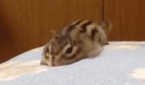 19 вещей, которые хорошо поймут непоседы