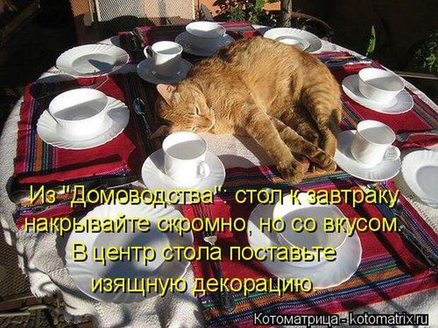 Лучшие котоматрицы недели (50 фото) Лучшие котоматрицы недели (50 фото)