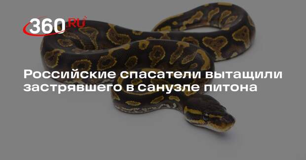 В Нижегородской области спасатели разобрали санузел, спасая питона