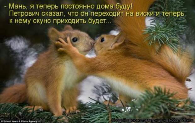 Веселая котоматрица