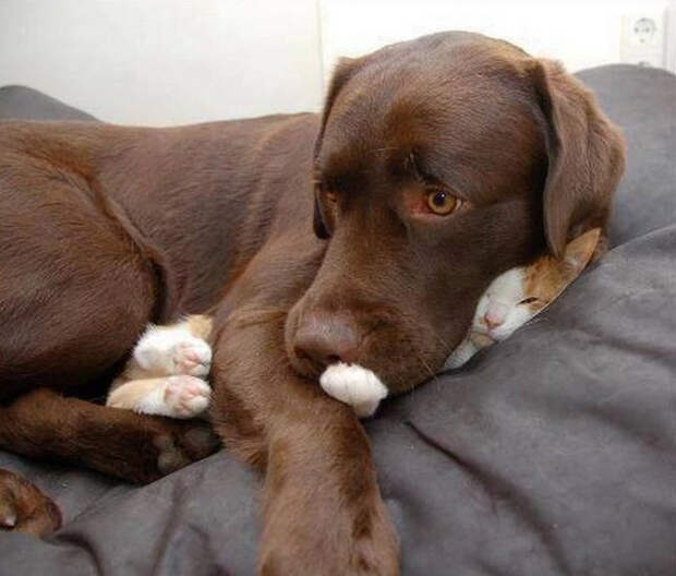 Немного спящих котов коты, милота, сон