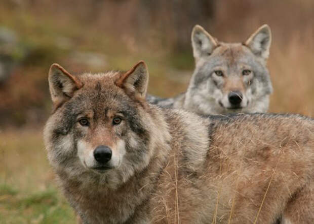 Волки в Полярном Парке.