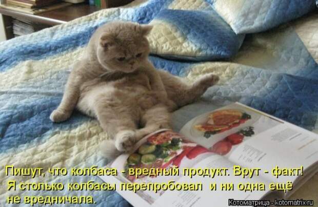 Лучшие котоматрицы недели