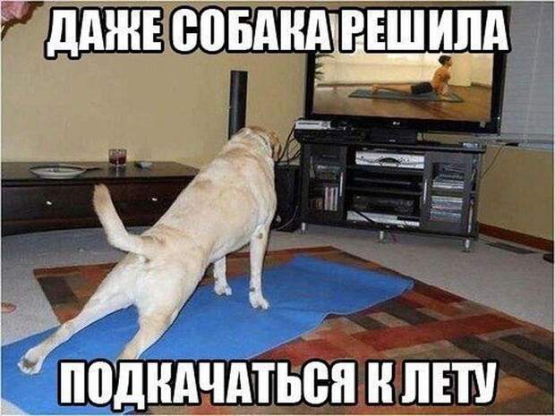 Смешные картинки картинки, прикол, юмор