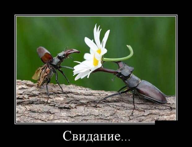 Свидание... демотиватор, юмор