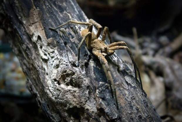Бразильский блуждающий паук