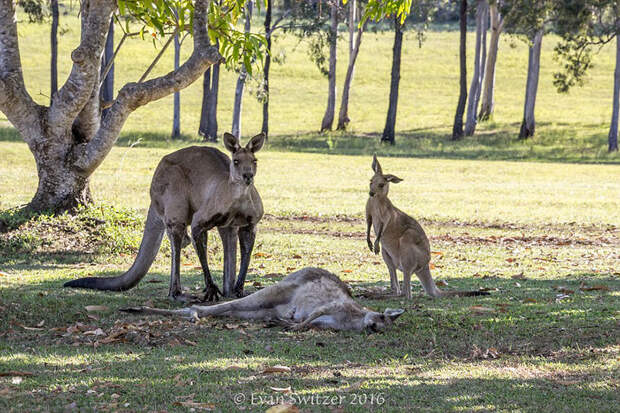 kangaroo-last-moments-joey-evan-switzer-australia-4