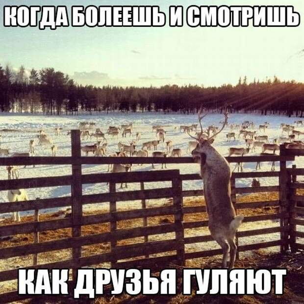 Фразы в картинках. Отличные приколы!