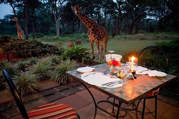 Завтрак с жирафами в необычном отеле Giraffe Manor, Кения. Фото