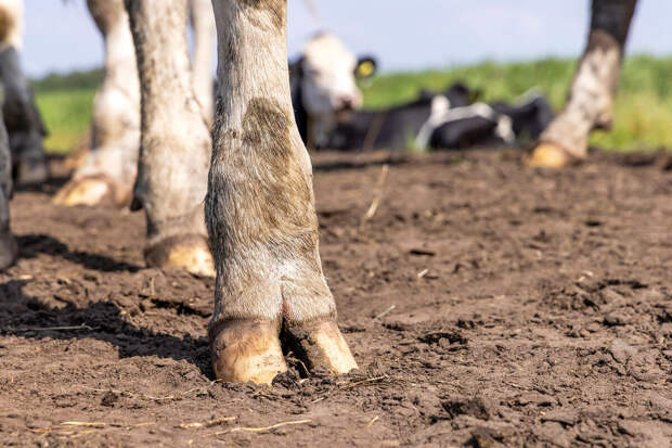 SHOT Проверка: в Пензенской области массово убивают коров из-за пастереллеза