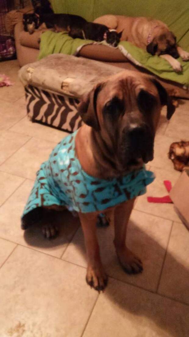 This week on Meet the Giants, we're talking about the Boerboel! Read more for tons of fabulous breed information!