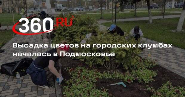 Высадка цветов на городских клумбах началась в Подмосковье