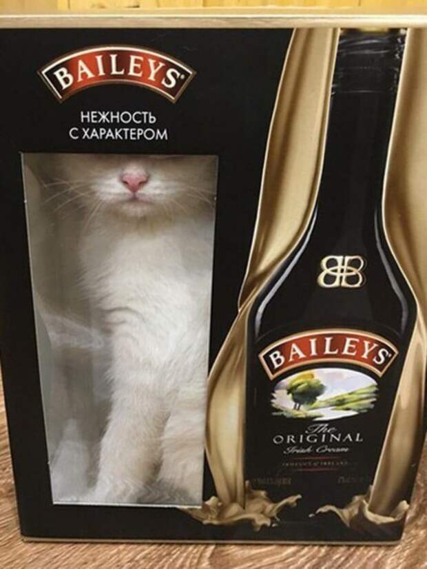 25 котиков, забравшихся в необычные места животные, котики, коты, юмор