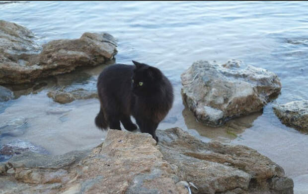 В Италии есть кошачий пляж, покоривший тысячи туристов
