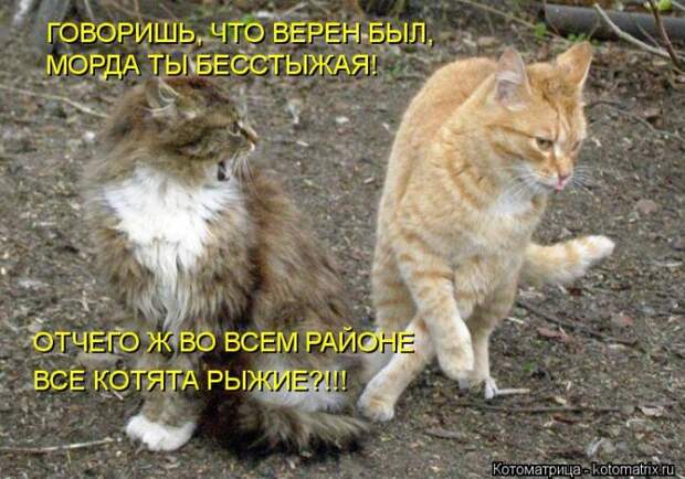 Котоматрица №33