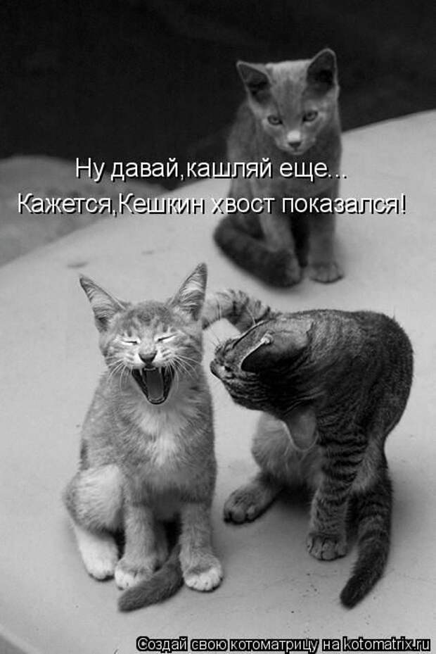 Лучшие котоматрицы недели