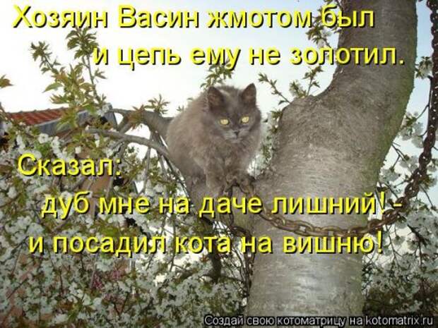 Свежая котоматрица на Бугаге (25 фото)