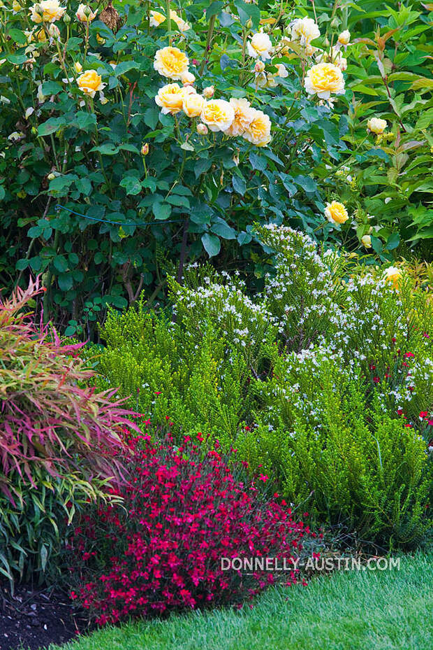 Vashon-Maury Island, WA<br /> Driscoll garden, layered border with flowering rose, heather, dianthus and nadina